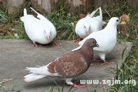 夢到養鳥|夢見鳥類